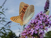 Argynnis pandora 27, Kardinaalsmantel, on Buddleija, Saxifraga-Kars Veling