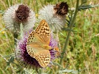 Argynnis pandora 31, Kardinaalsmantel, on Onopordum acanthium, Saxifraga-Kars Veling