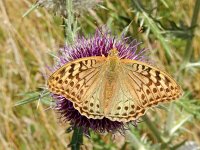 Argynnis pandora 32, Kardinaalsmantel, on Onopordum acanthium, Saxifraga-Kars Veling