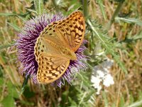 Argynnis pandora 34, Kardinaalsmantel, on Onopordum acanthium, Saxifraga-Kars Veling