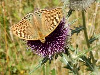 Argynnis pandora 36, Kardinaalsmantel, on Onopordum acanthium, Saxifraga-Kars Veling