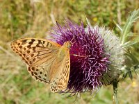 Argynnis pandora 40, Kardinaalsmantel, on Onopordum acanthium, Saxifraga-Kars Veling