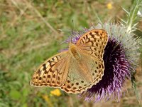 Argynnis pandora 41, Kardinaalsmantel, on Onopordum acanthium, Saxifraga-Kars Veling