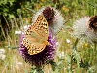 Argynnis pandora 42, Kardinaalsmantel, on Onopordum acanthium, Saxifraga-Kars Veling