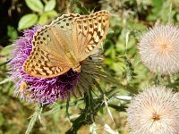 Argynnis pandora 45, Kardinaalsmantel, on Onopordum acanthium, Saxifraga-Kars Veling