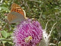 Argynnis pandora 46, Kardinaalsmantel, on Onopordum acanthium, Saxifraga-Kars Veling