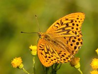 Argynnis paphia 131, Keizersmantel, Saxifraga-Bart Vastenhouw