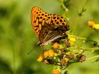 Argynnis paphia 134, Keizersmantel, Saxifraga-Bart Vastenhouw