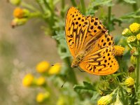 Argynnis paphia 135, Keizersmantel, Saxifraga-Bart Vastenhouw