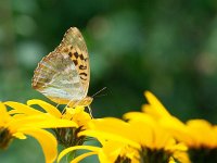 Argynnis paphia 142, Keizersmantel, on Helianthus tuberosus, Saxifraga-Kars Veling