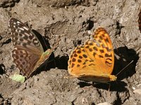 Argynnis paphia 146, Keizersmantel, females mud-puddling, with forma valesina, Saxifraga-Kars Veling