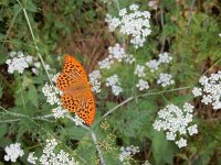 Argynnis paphia 148, Keizersmantel, on Anthriscus sylvestris, Saxifraga-Kars Veling