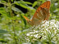 Argynnis paphia 157, Keizersmantel, on Aegopodium podagraria, Saxifraga-Kars Veling