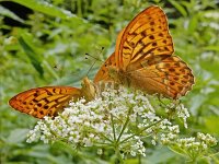 Argynnis paphia 162, Keizersmantel, on Aegopodium podagraria, Saxifraga-Kars Veling