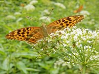 Argynnis paphia 164, Keizersmantel, on Aegopodium podagraria, Saxifraga-Kars Veling