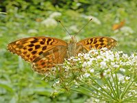 Argynnis paphia 165, Keizersmantel, on Aegopodium podagraria, Saxifraga-Kars Veling