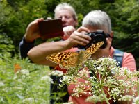 Argynnis paphia 167, Keizersmantel, on Aegopodium podagraria, Saxifraga-Kars Veling