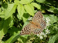 Argynnis paphia 169, Keizersmantel, on Aegopodium podagraria, Saxifraga-Kars Veling