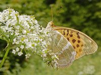 Argynnis paphia 171, Keizersmantel, on Aegopodium podagraria, Saxifraga-Kars Veling