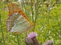 Argynnis paphia 172, Keizersmantel, on Cirsium arvense, Saxifraga-Kars Veling