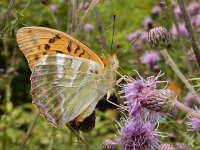 Argynnis paphia 173, Keizersmantel, on Cirsium arvense, Saxifraga-Kars Veling