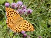 Argynnis paphia 175, Keizersmantel, on Cirsium arvense, Saxifraga-Kars Veling