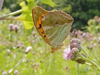 Argynnis paphia 178, Keizersmantel, on Cirsium arvense, Saxifraga-Kars Veling