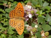 Argynnis paphia 181, Keizersmantel, on Rubus, Saxifraga-Kars Veling