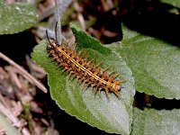 Argynnis paphia 183, Keizersmantel, larva on Viola, Saxifraga-Kars Veling