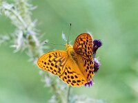 Argynnis paphia 188, Keizersmantel, Saxifraga-Bart Vastenhouw