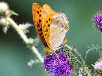 Argynnis paphia 189, Keizersmantel, Saxifraga-Bart Vastenhouw