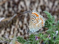 Aricia agestis 50, Bruin blauwtje, Saxifraga-Hans Dekker