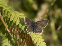 Aricia artaxerxes 4, Vals bruin blauwtje, Saxifraga-Willem van Kruijsbergen