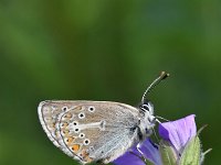 Aricia eumedon 16, Zwart blauwtje, Saxifraga-Luuk Vermeer