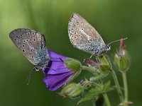 Aricia eumedon 19, Zwart blauwtje, Saxifraga-Luuk Vermeer