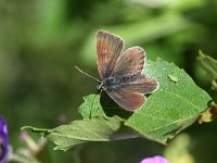 Aricia eumedon 21, Zwart blauwtje, Saxifraga-Luuk Vermeer