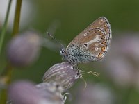 Aricia eumedon 22, Zwart blauwtje, Saxifraga-Luuk Vermeer