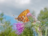 Boloria aquilonaris 21, Veenbesparelmoervlinder, on Cirsium palustre, Saxifraga-Kars Veling