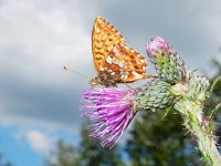 Boloria aquilonaris 22, Veenbesparelmoervlinder, on Cirsium palustre, Saxifraga-Kars Veling