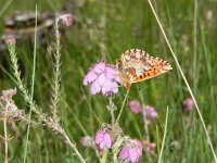 Boloria aquilonaris 23, Veenbesparelmoervlinder, on Erica tetralix, Saxifraga-Kars Veling