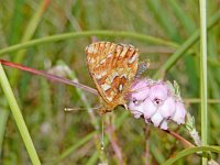 Boloria aquilonaris 27, Veenbesparelmoervlinder, on Erica tetralix, Saxifraga-Kars Veling