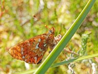 Boloria aquilonaris 29, Veenbesparelmoervlinder, Saxifraga-Kars Veling