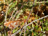 Boloria aquilonaris 31, Veenbesparelmoervlinder, oviposition behaviour, on Vaccinium oxycoccos, Saxifraga-Kars Veling