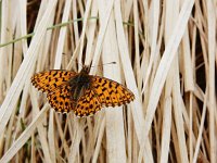 Boloria dia 29, Akkerparelmoervlinder, Saxifraga-Kars Veling