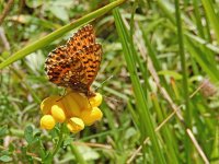 Boloria dia 32, Akkerparelmoervlinder, Saxifraga-Kars Veling