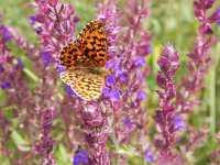 Boloria dia 34, Akkerparelmoervlinder, Saxifraga-Kars Veling