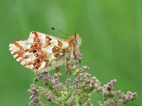 Boloria graeca 10, Balkanparelmoervlinder, Saxifraga-Kars Veling