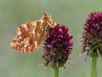 Boloria napaea 10, Bergparelmoervlinder, Saxifraga-Luuk Vermeer