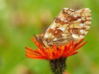 Boloria napaea 16, Bergparelmoervlinder, on Hieracium aurantiacum, Saxifraga-Kars Veling