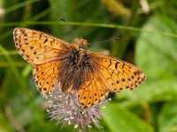 Boloria napaea 17, Bergparelmoervlinder, Saxifraga-Kars Veling